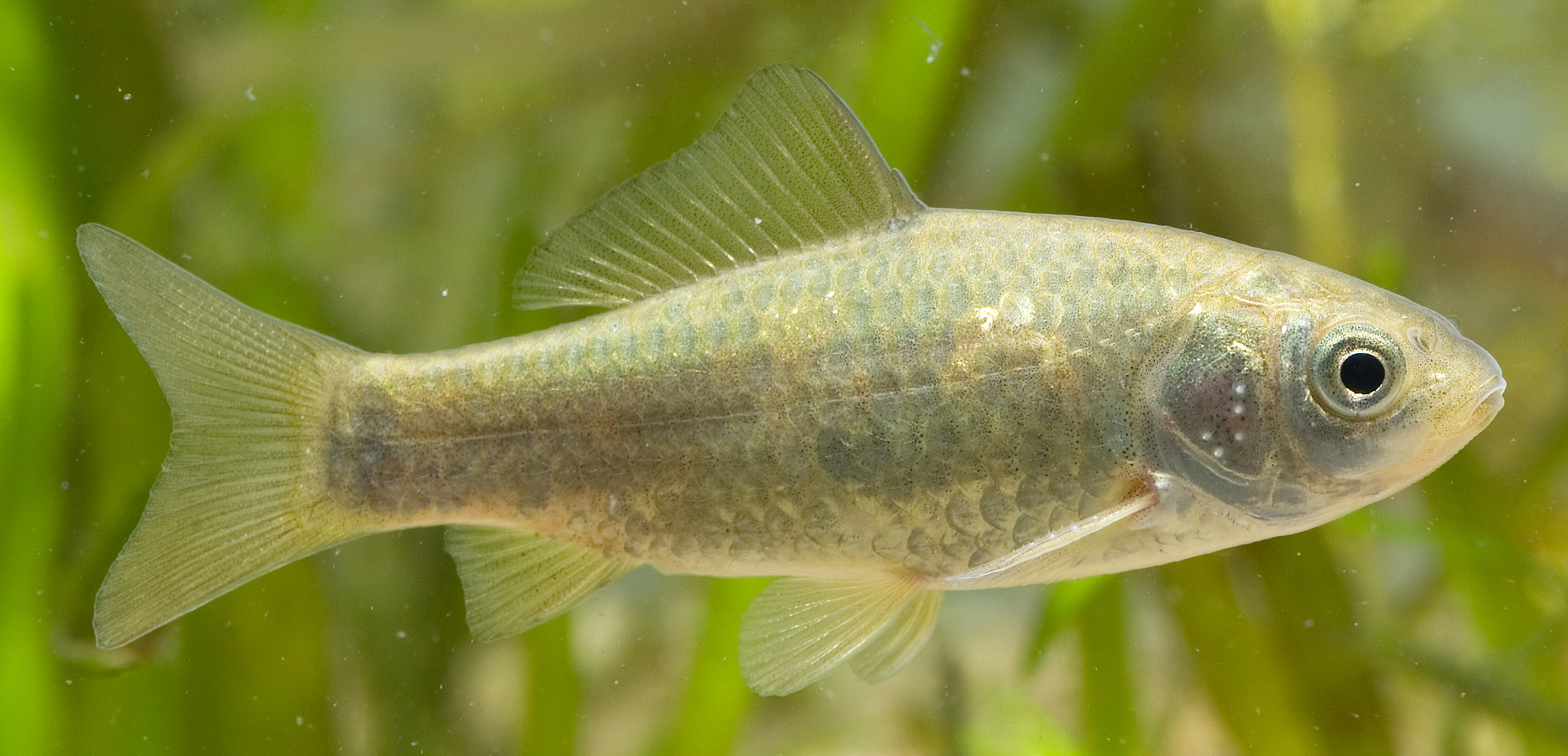 Detail Carassius Auratus Langsdorfii Nomer 42