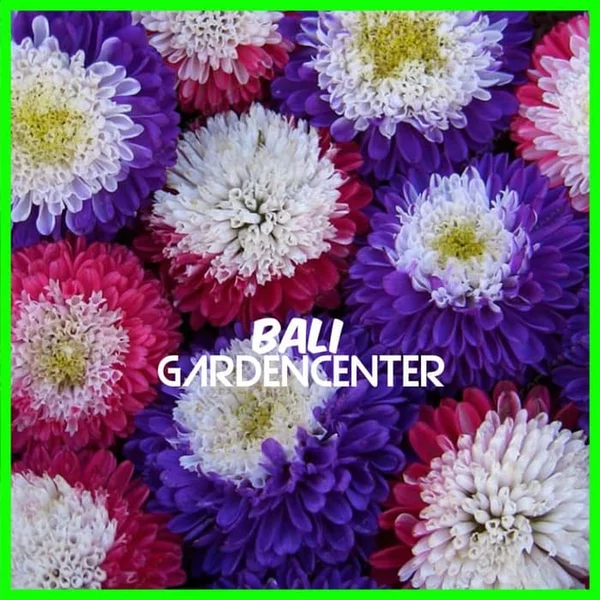 Detail Cari Gambar Bunga Aster Nomer 18