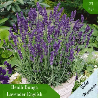 Detail Cari Gambar Bunga Lavender Nomer 17