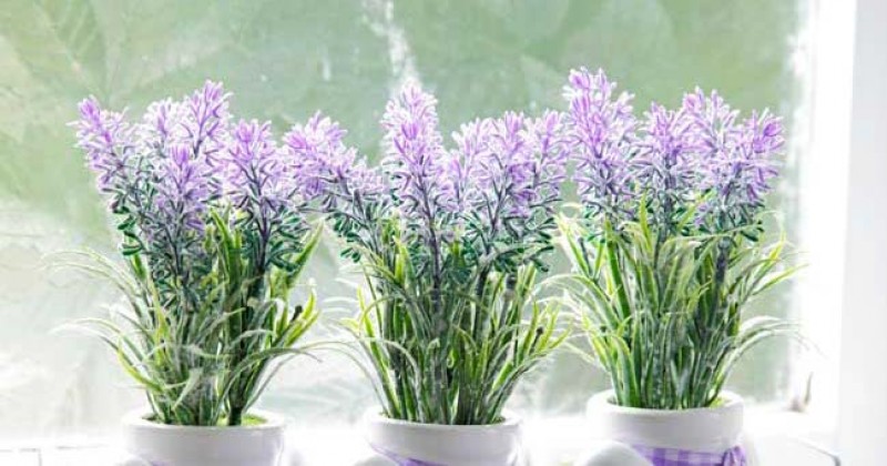 Detail Cari Gambar Bunga Lavender Nomer 4