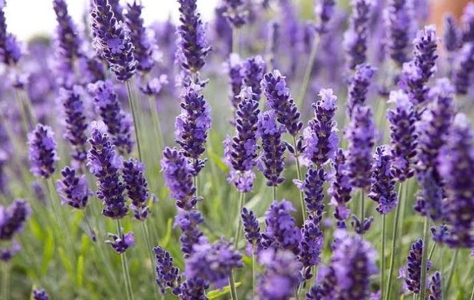 Detail Cari Gambar Bunga Lavender Nomer 47