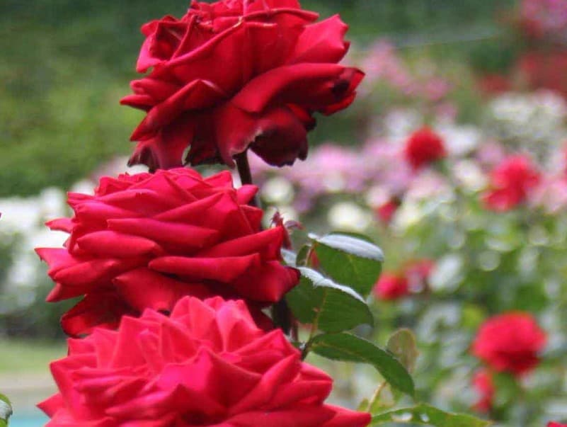 Detail Cari Gambar Bunga Mawar Merah Nomer 19