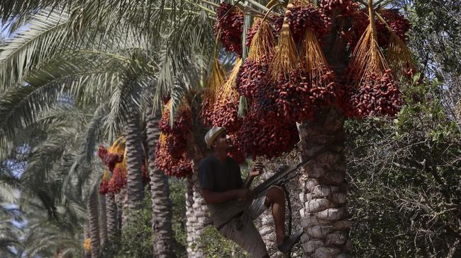 Cari Gambar Pohon Kurma Dan Buahnya - KibrisPDR