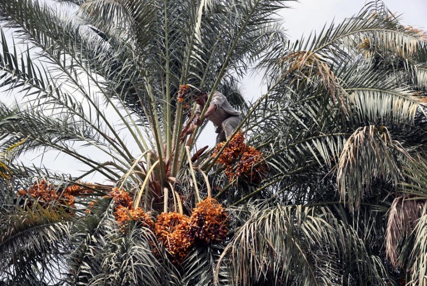 Detail Cari Gambar Pohon Kurma Dan Buahnya Nomer 6