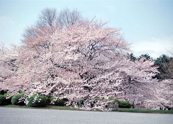Cari Gambar Taman Bunga Sakura - KibrisPDR
