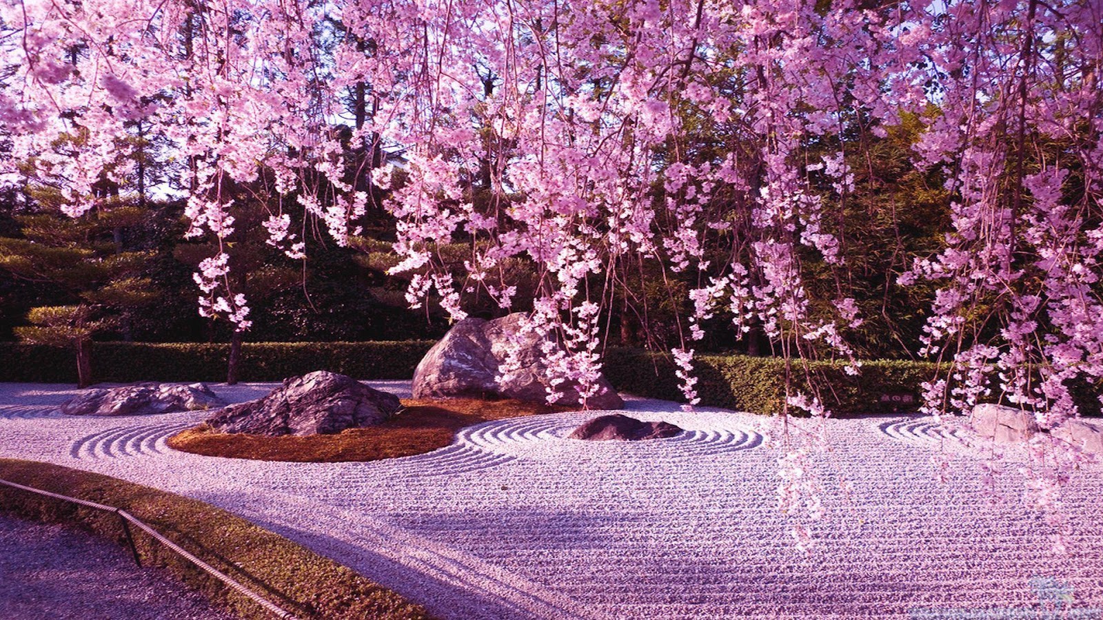 Detail Cari Gambar Taman Bunga Sakura Nomer 11