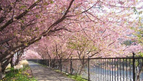 Detail Cari Gambar Taman Bunga Sakura Nomer 14