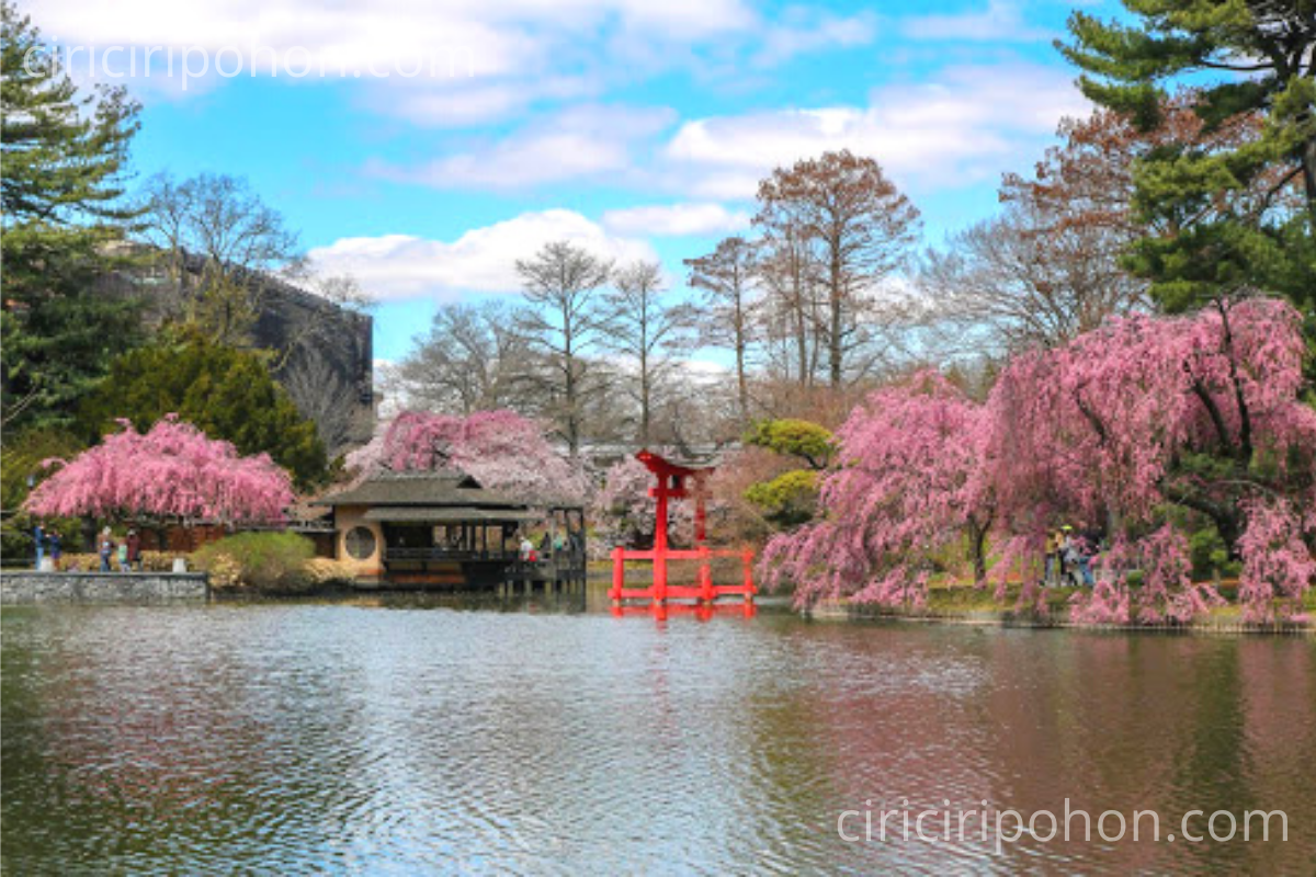 Detail Cari Gambar Taman Bunga Sakura Nomer 15