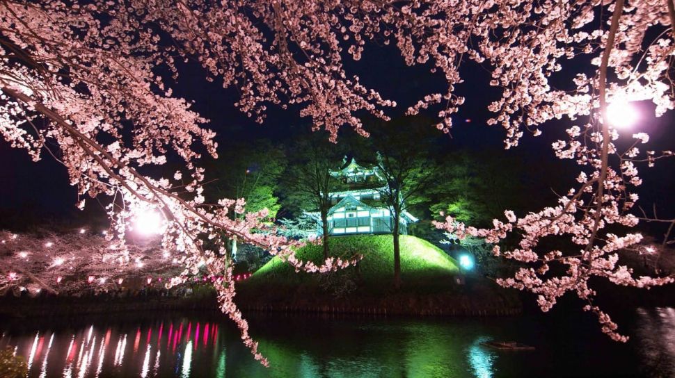 Detail Cari Gambar Taman Bunga Sakura Nomer 18