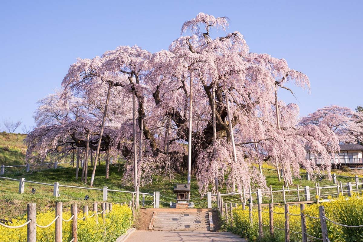 Detail Cari Gambar Taman Bunga Sakura Nomer 24