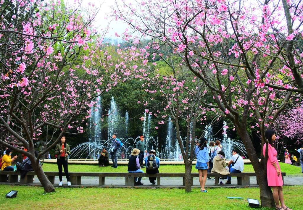 Detail Cari Gambar Taman Bunga Sakura Nomer 30