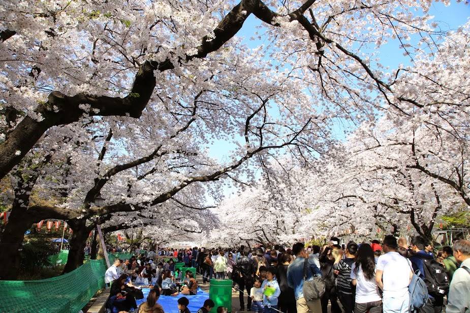 Detail Cari Gambar Taman Bunga Sakura Nomer 33