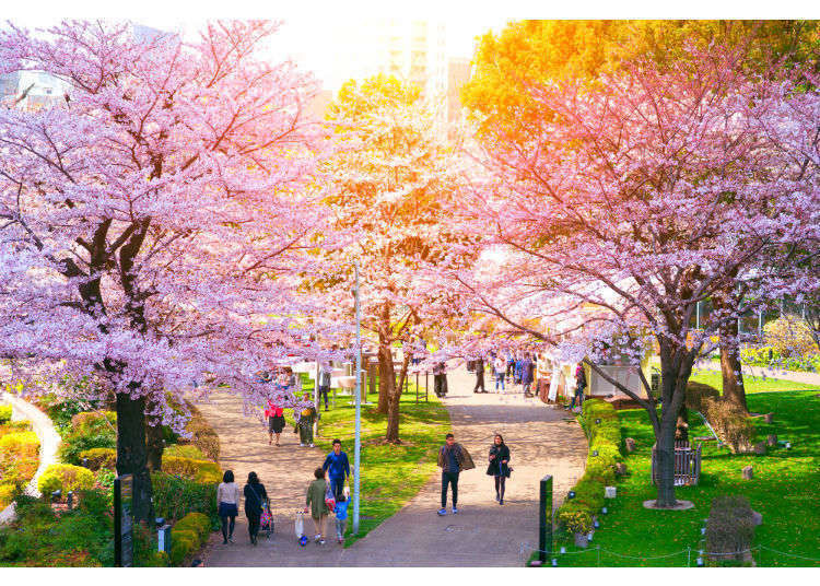 Detail Cari Gambar Taman Bunga Sakura Nomer 5