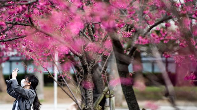 Detail Cari Gambar Taman Bunga Sakura Nomer 34