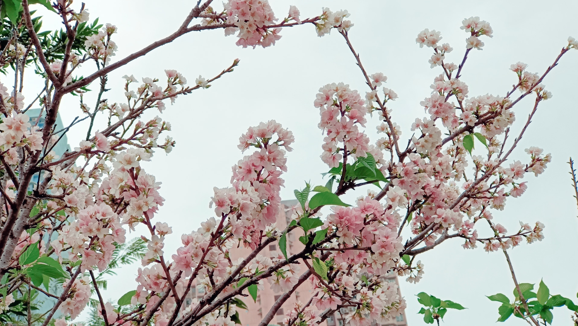 Detail Cari Gambar Taman Bunga Sakura Nomer 40