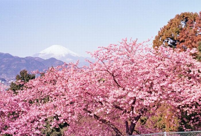 Detail Cari Gambar Taman Bunga Sakura Nomer 6