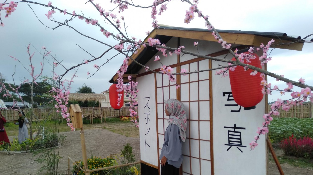 Detail Cari Gambar Taman Bunga Sakura Nomer 41