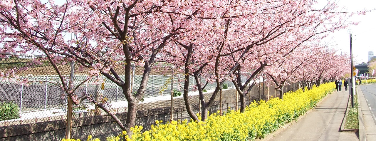 Detail Cari Gambar Taman Bunga Sakura Nomer 44