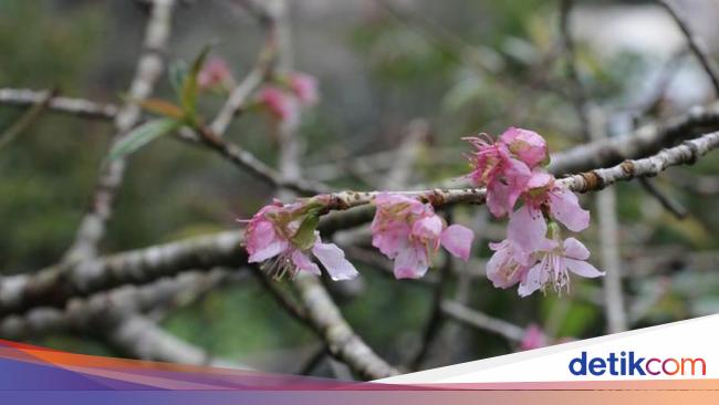 Detail Cari Gambar Taman Bunga Sakura Nomer 47