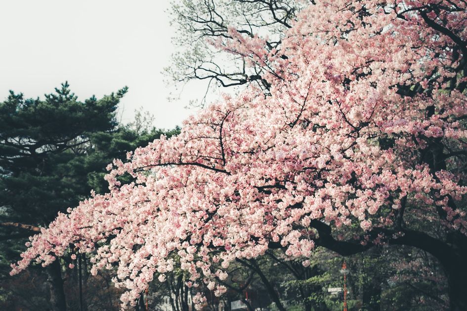 Detail Cari Gambar Taman Bunga Sakura Nomer 49