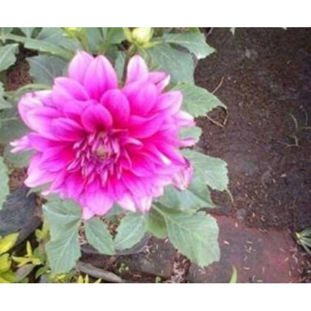 Detail Carilah Gambar Bunga Dahlia Nomer 29