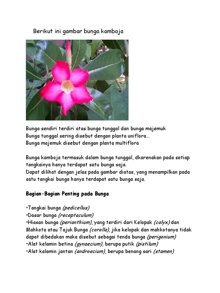 Detail Carilah Gambar Bunga Kamboja Nomer 22
