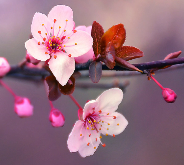 Detail Carilah Gambar Bunga Sakura Nomer 16