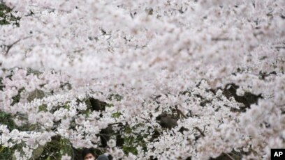 Detail Carilah Gambar Bunga Sakura Nomer 42