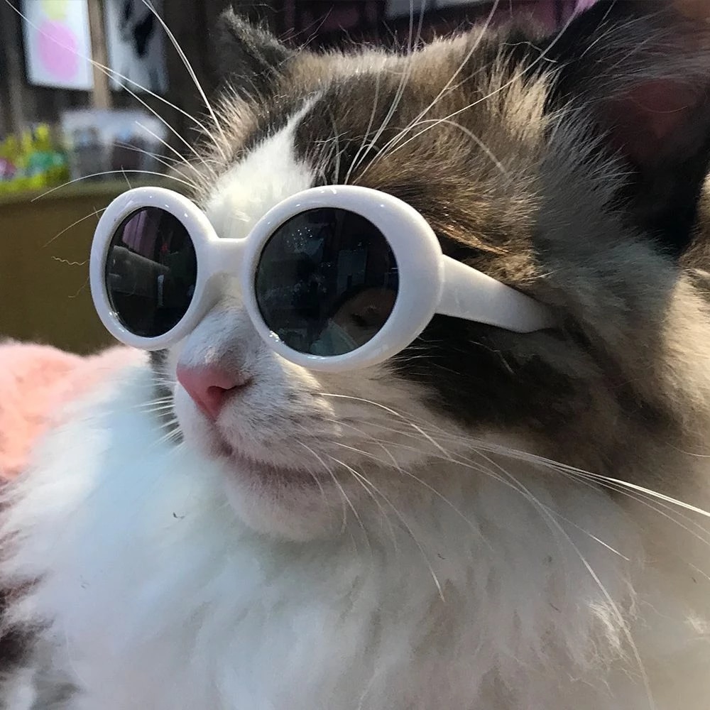 Cat With Glasses - KibrisPDR