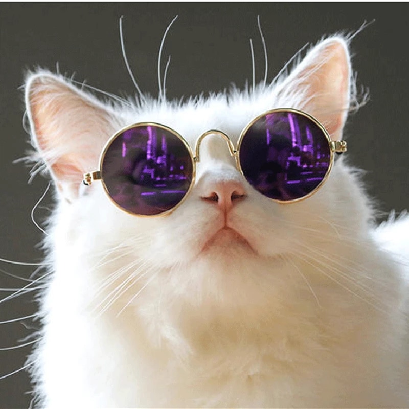 Detail Cat With Glasses Nomer 3
