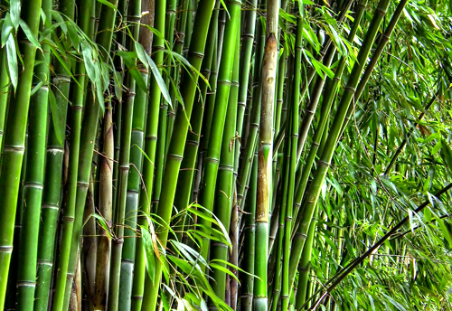 Detail Cat Yang Cocok Untuk Bambu Nomer 24