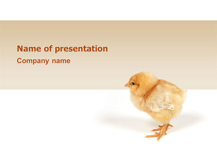 Detail Chicken Powerpoint Template Nomer 13