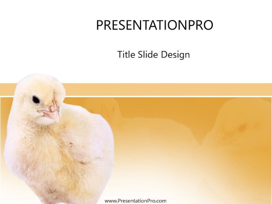 Detail Chicken Powerpoint Template Nomer 16