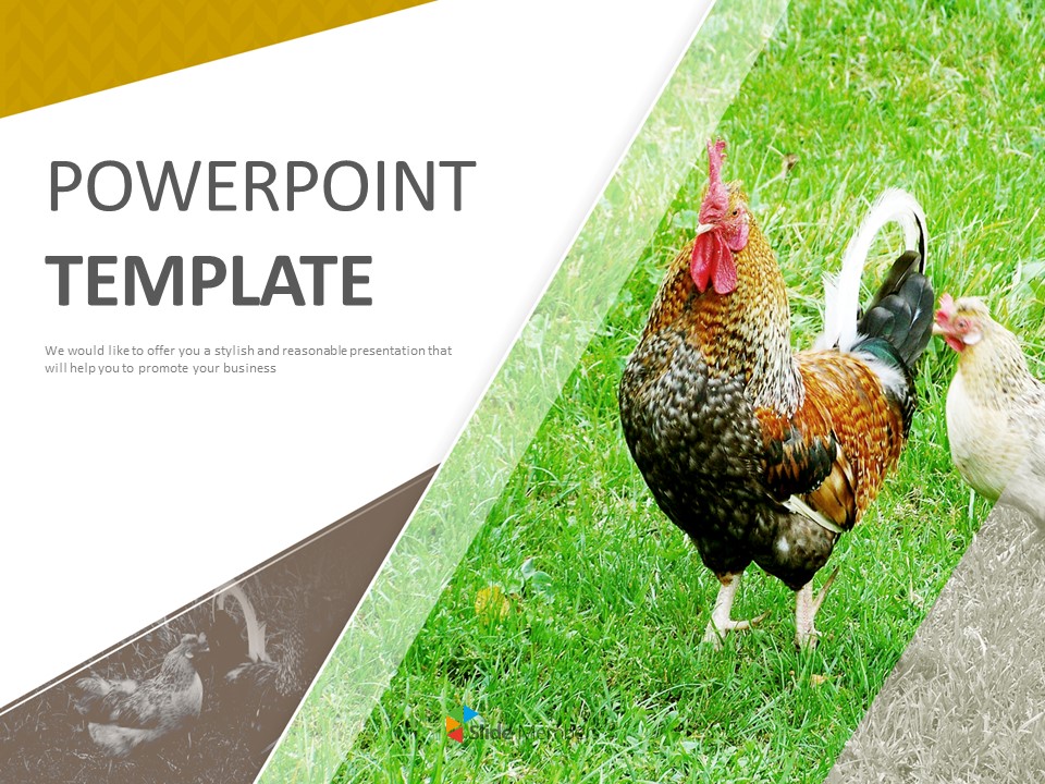 Detail Chicken Powerpoint Template Nomer 19