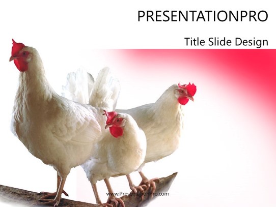 Detail Chicken Powerpoint Template Nomer 3