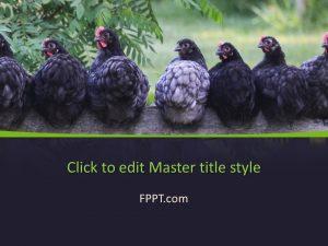 Detail Chicken Powerpoint Template Nomer 31