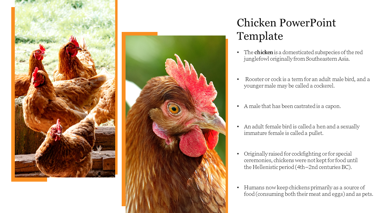 Detail Chicken Powerpoint Template Nomer 32