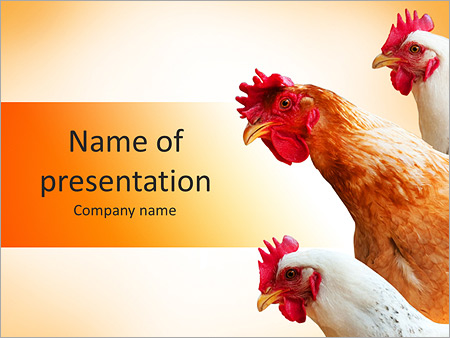 Detail Chicken Powerpoint Template Nomer 10