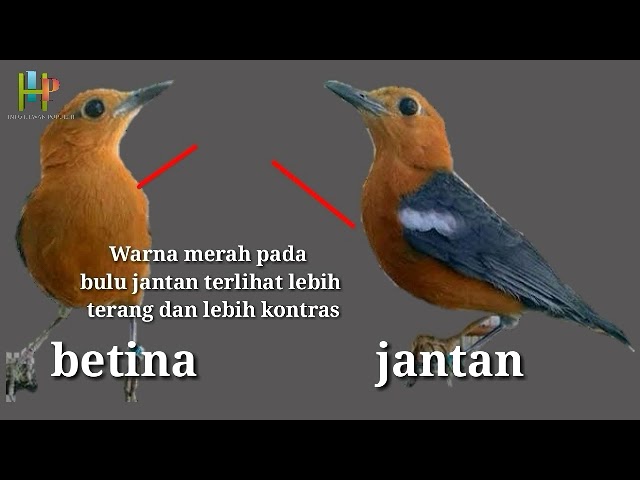 Detail Ciri Anis Merah Jantan Nomer 5