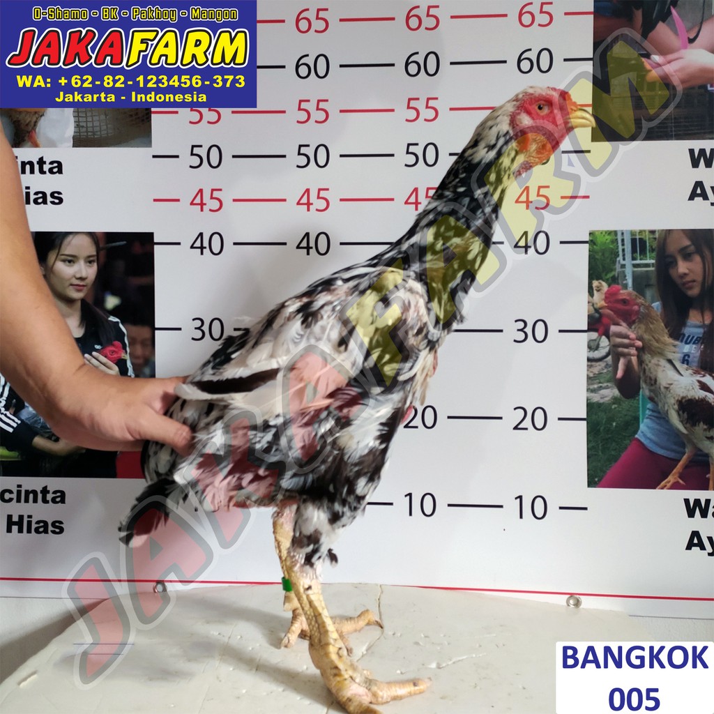 Detail Ciri Ayam Bangkok F1 Nomer 33
