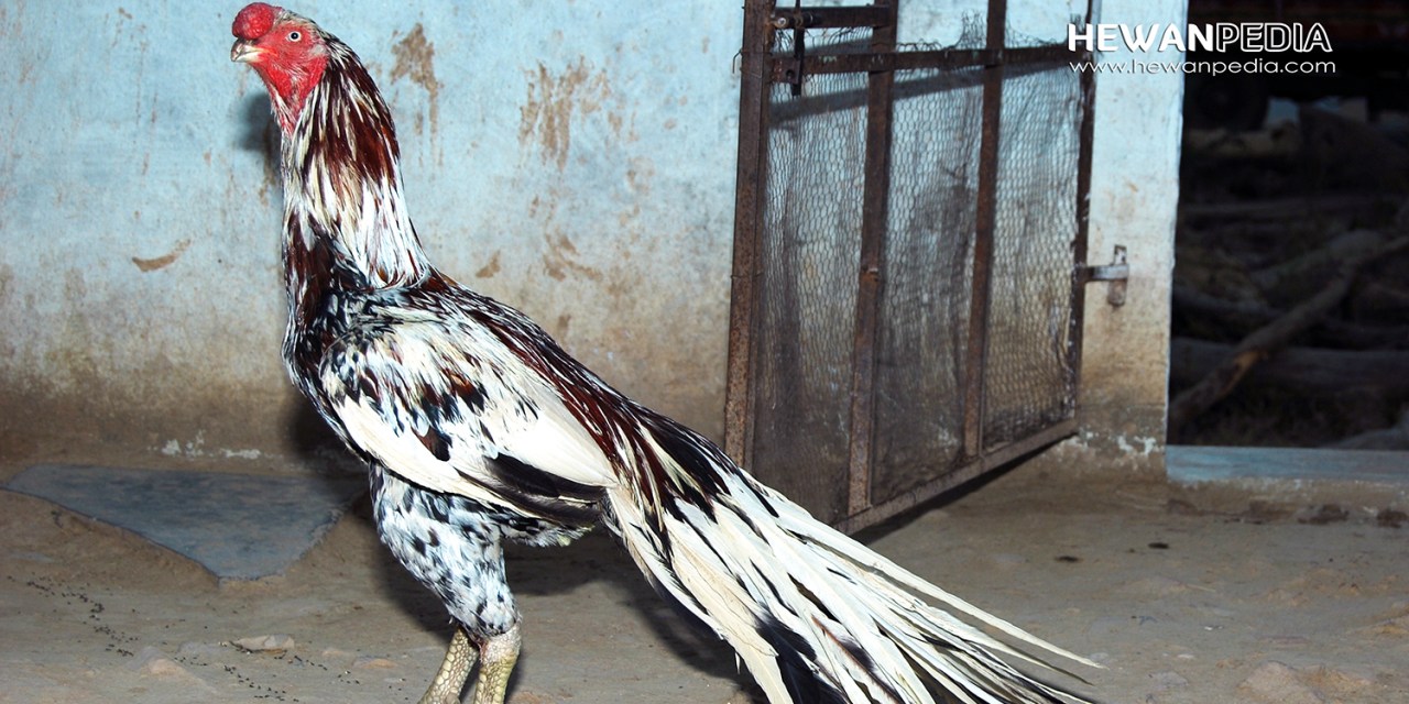 Detail Ciri Ayam Vietnam Nomer 24