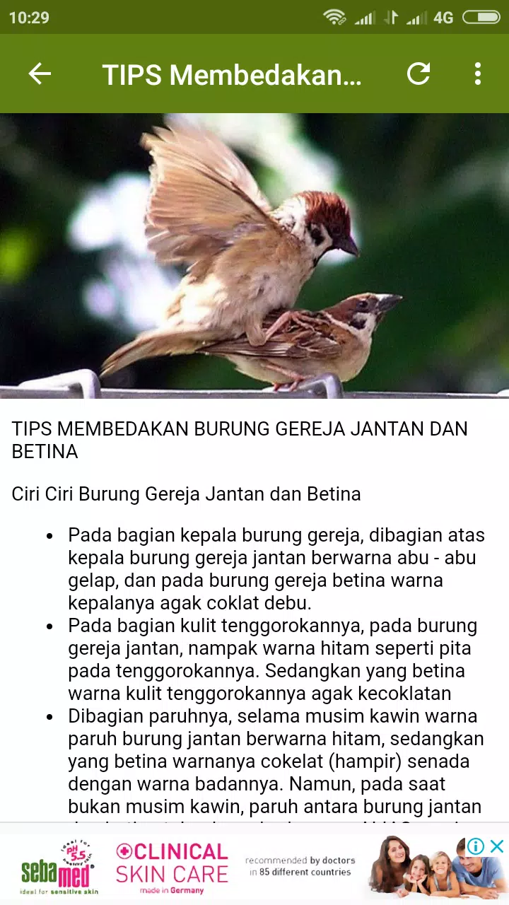 Detail Ciri Burung Gereja Jantan Nomer 20