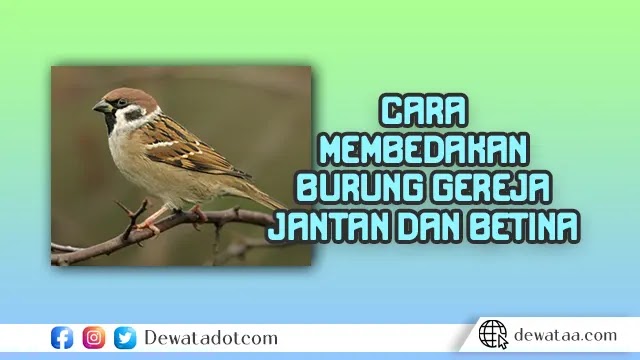 Detail Ciri Burung Gereja Jantan Nomer 29