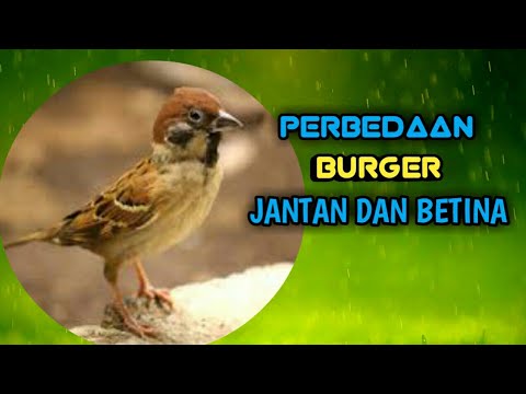 Detail Ciri Burung Gereja Jantan Nomer 33