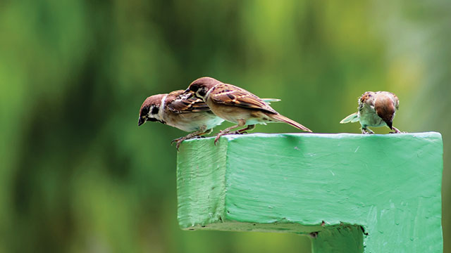 Detail Ciri Burung Gereja Jantan Nomer 41