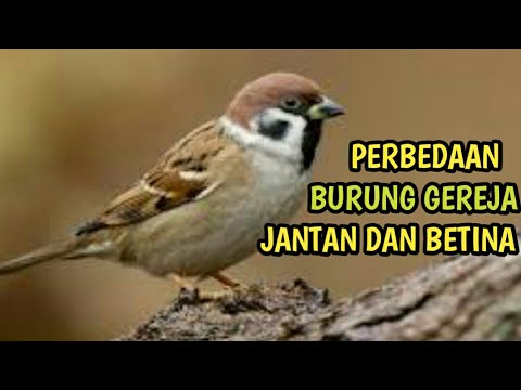 Detail Ciri Burung Gereja Jantan Nomer 8