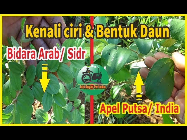 Detail Ciri Ciri Daun Apel Nomer 12