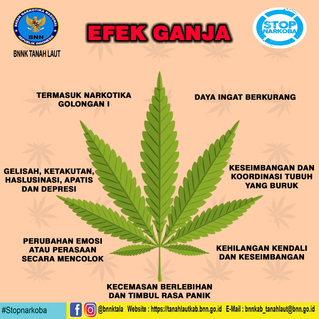 Detail Ciri Ciri Daun Ganja Nomer 16