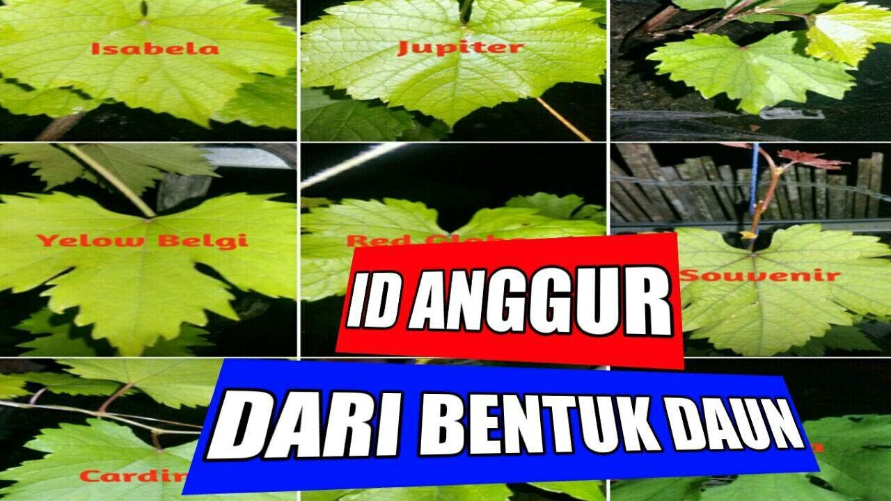 Detail Ciri Ciri Pohon Anggur Nomer 2