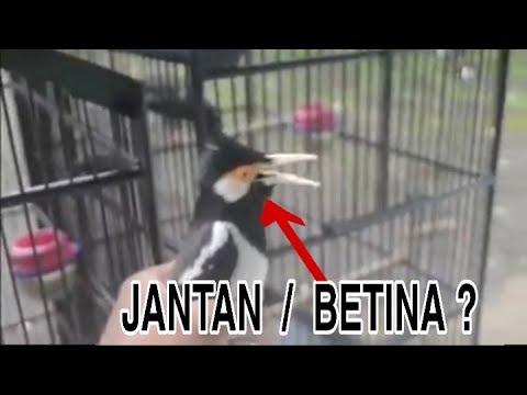 Detail Ciri Jalak Suren Jantan Nomer 12